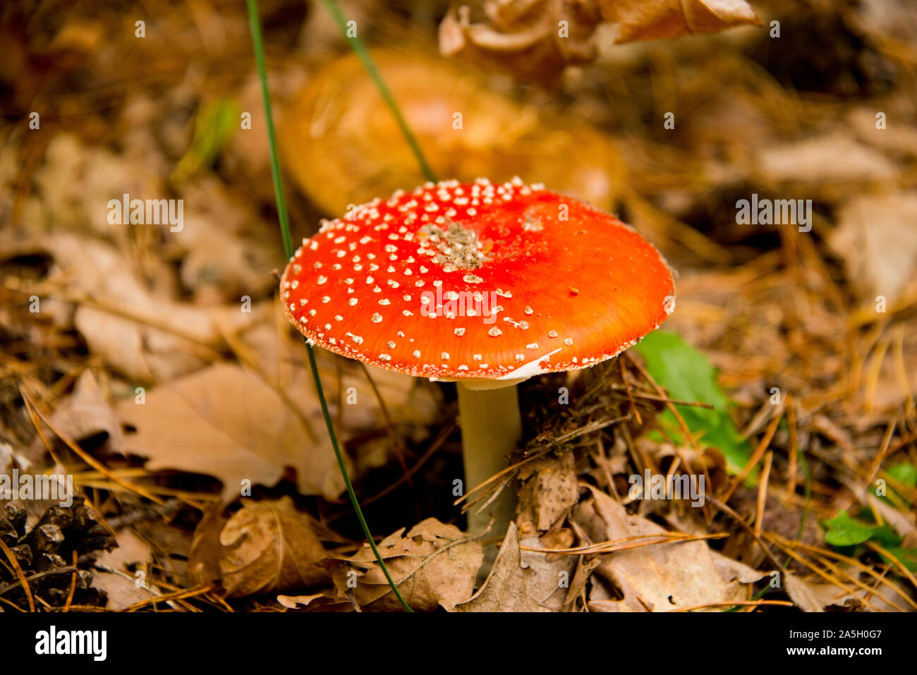 fly agaric (toadstool) waiting for mushroom pickers in brandenburg forest, near berlin, germany Stock Photo