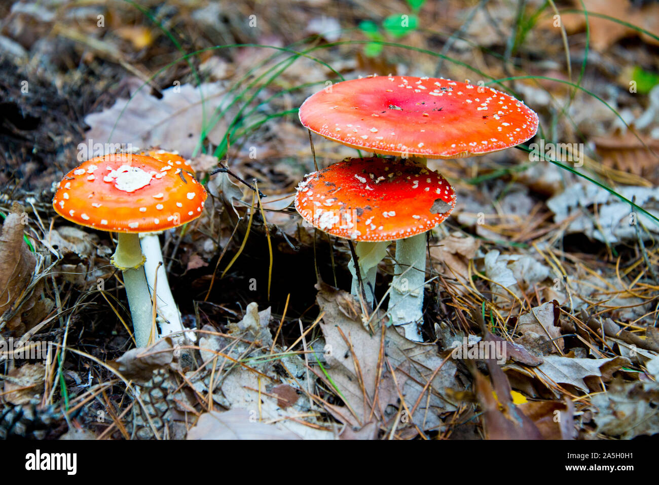 fly agaric (toadstool) waiting for mushroom pickers in brandenburg forest, near berlin, germany Stock Photo