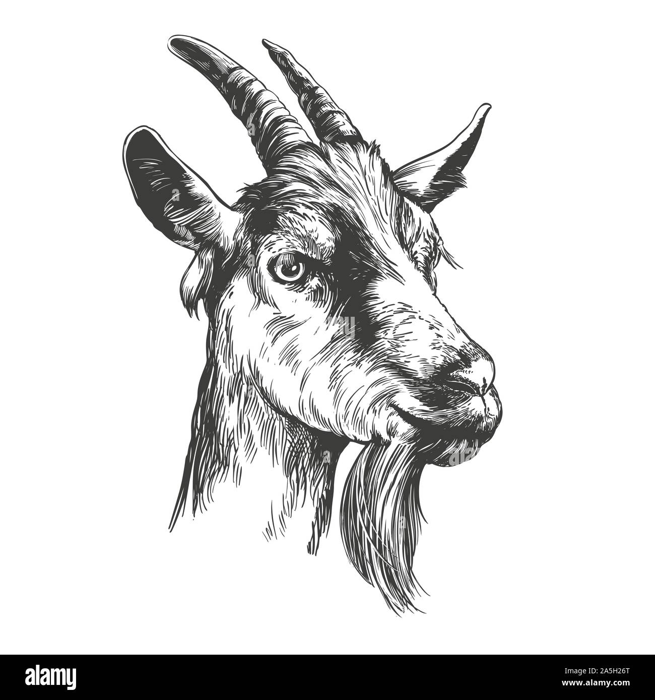 Drawings Of Cartoon Goats