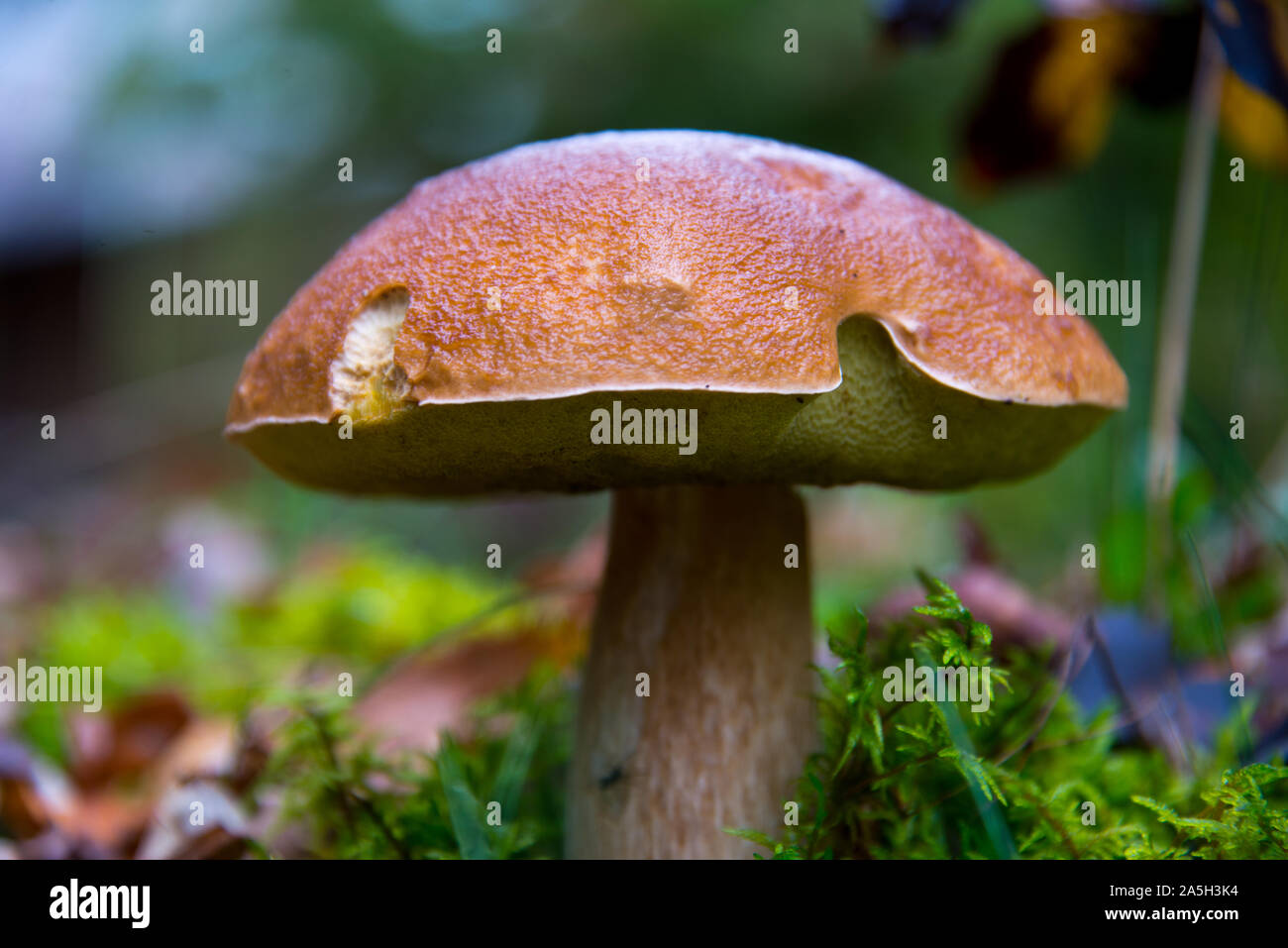 big wild bay boletus waiting for mushroom pickers in autumnal brandenburg forest, germany Stock Photo