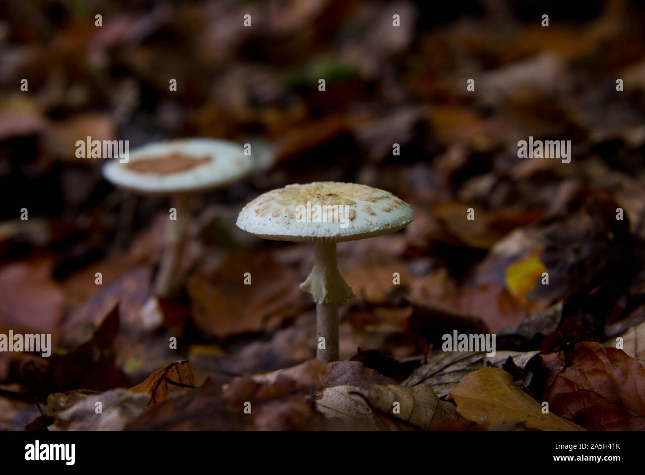 parasol mushrooms (Macrolepiota procera) waiting for mushroom pickers in autumnal brandenburg forest, germany Stock Photo