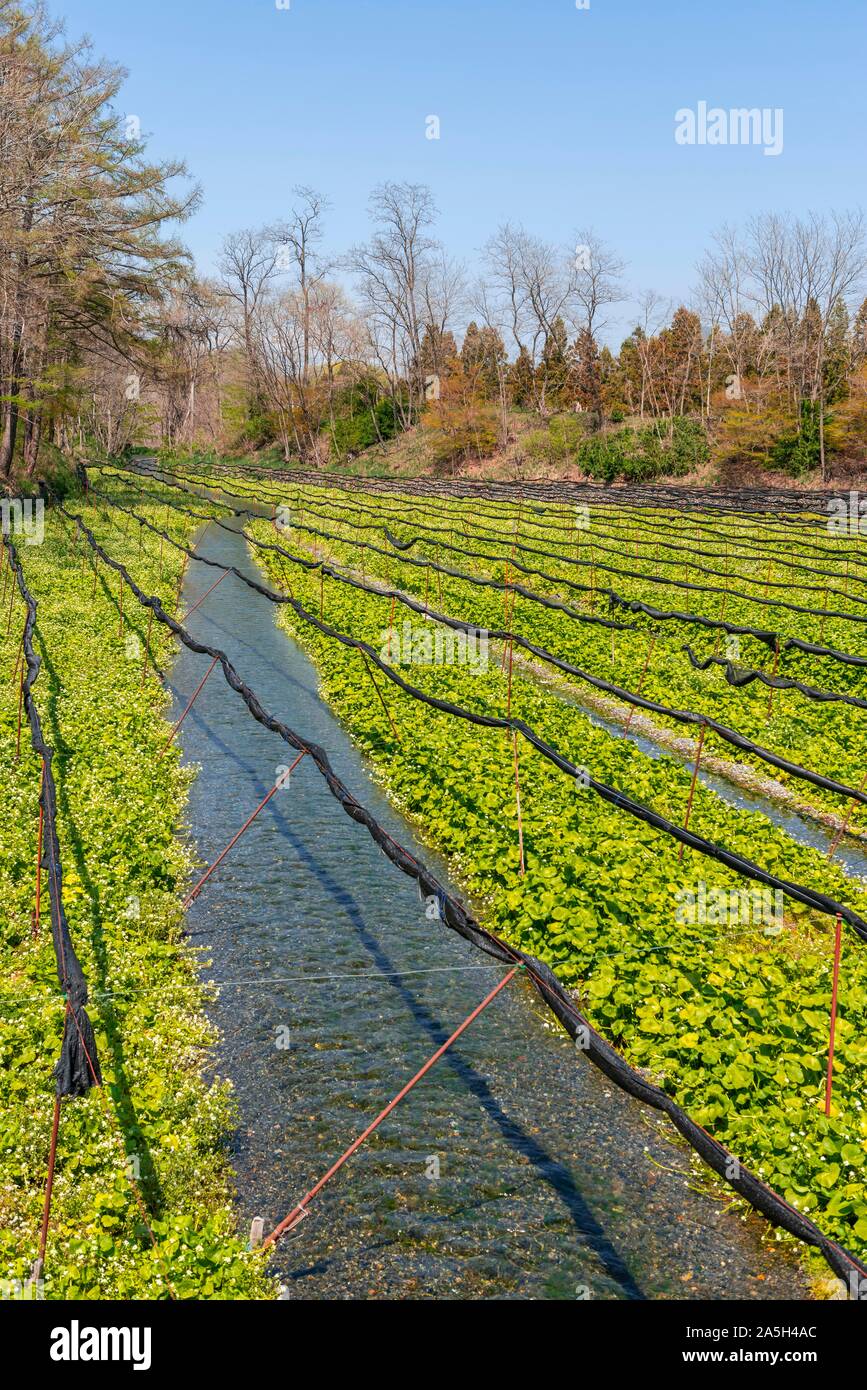 Rows of Wasabi plants in water, Wasabi cultivation, Daio Wasabi Farm, Nagano, Japan Stock Photo