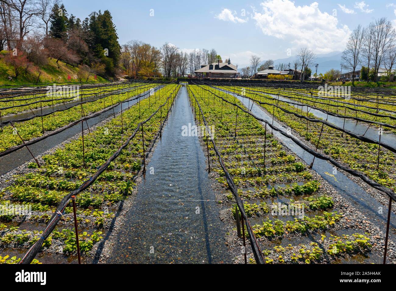 Rows of Wasabi plants in water, Wasabi cultivation, Daio Wasabi Farm, Nagano, Japan Stock Photo