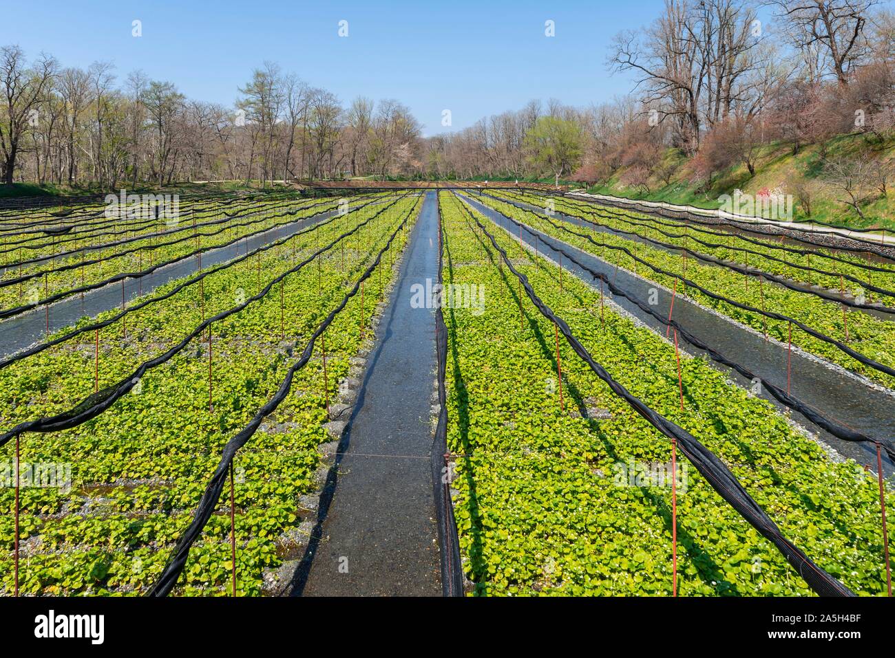 Rows of Wasabi plants in water, Wasabi cultivation, Daio Wasabi Farm, Nagano, Japan Stock Photo