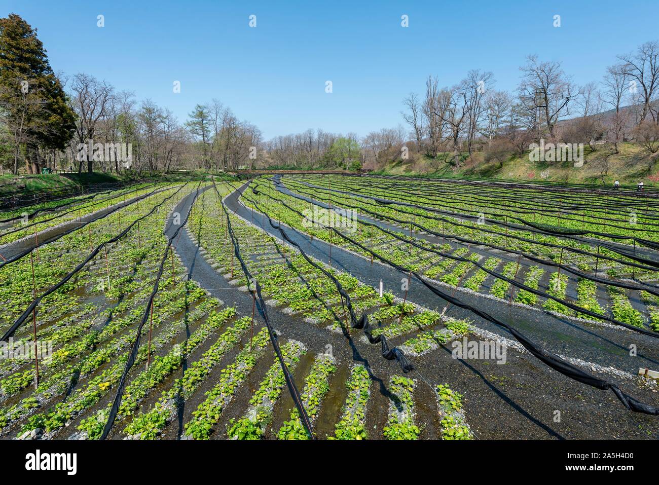 Rows of Wasabi plants in water, Wasabi cultivation, Daio Wasabi Farm, Nagano, Japan Stock Photo