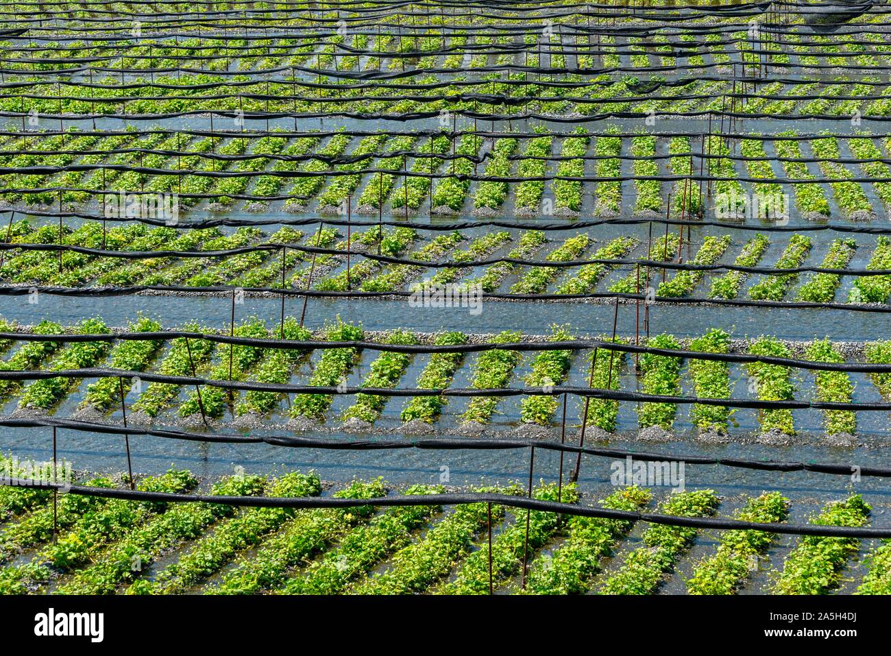 Rows of Wasabi plants in water, Wasabi cultivation, Daio Wasabi Farm, Nagano, Japan Stock Photo