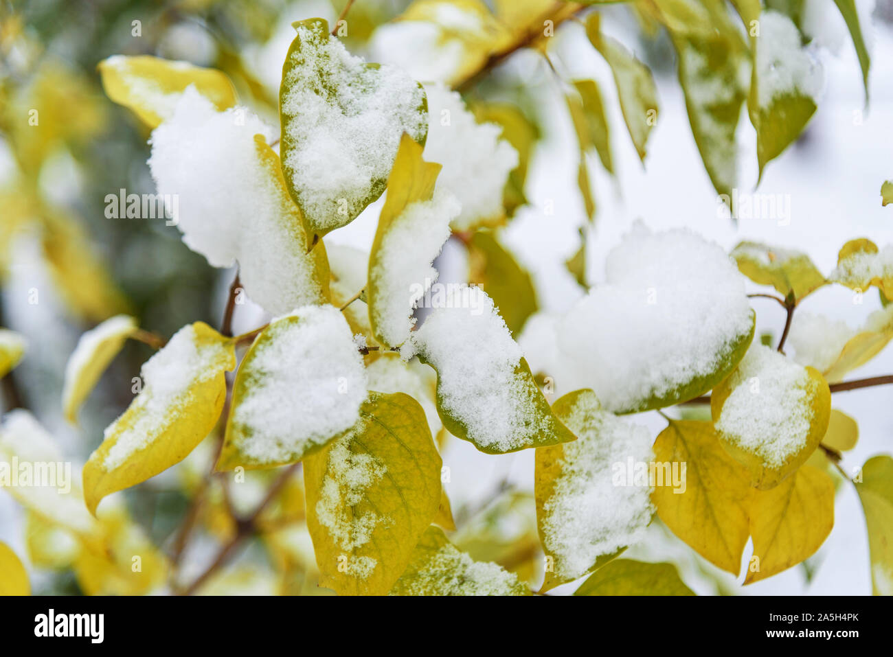 First snow on branch with yellow leaves Stock Photo