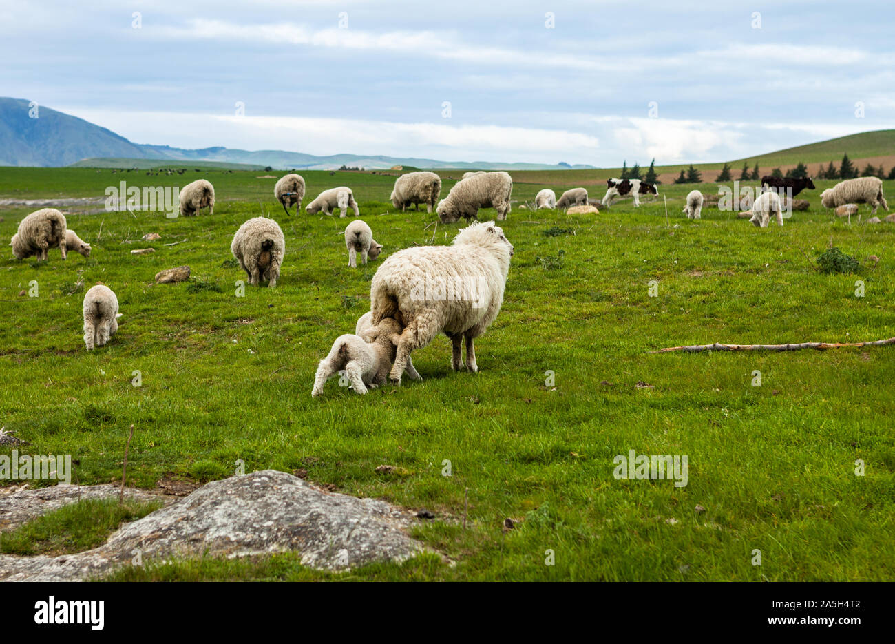 Fluffy sheep and suckling lambs in the green pastures at Elephant Rocks, New Zealand Stock Photo