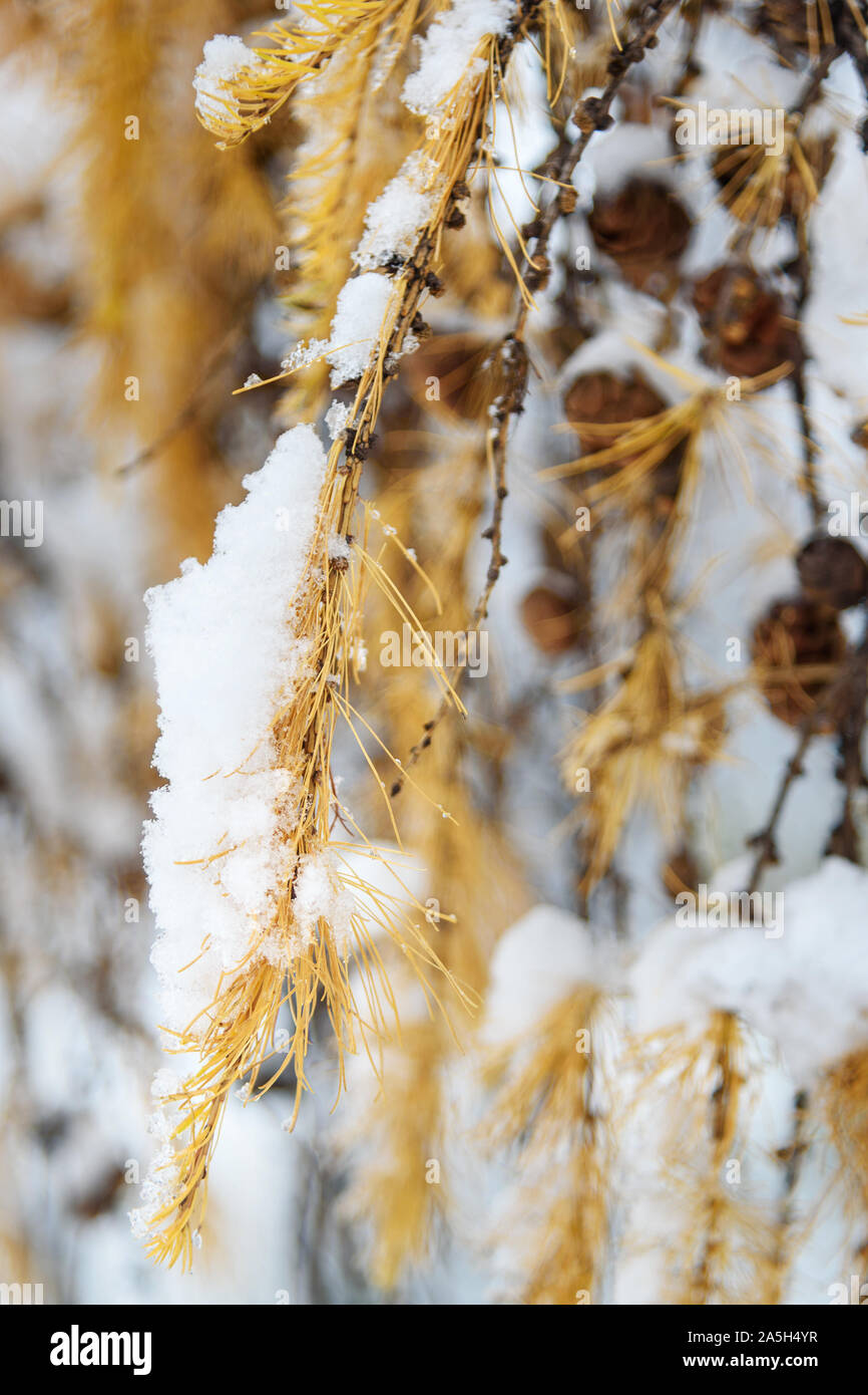 First snow on branch of yellow larch tree Stock Photo