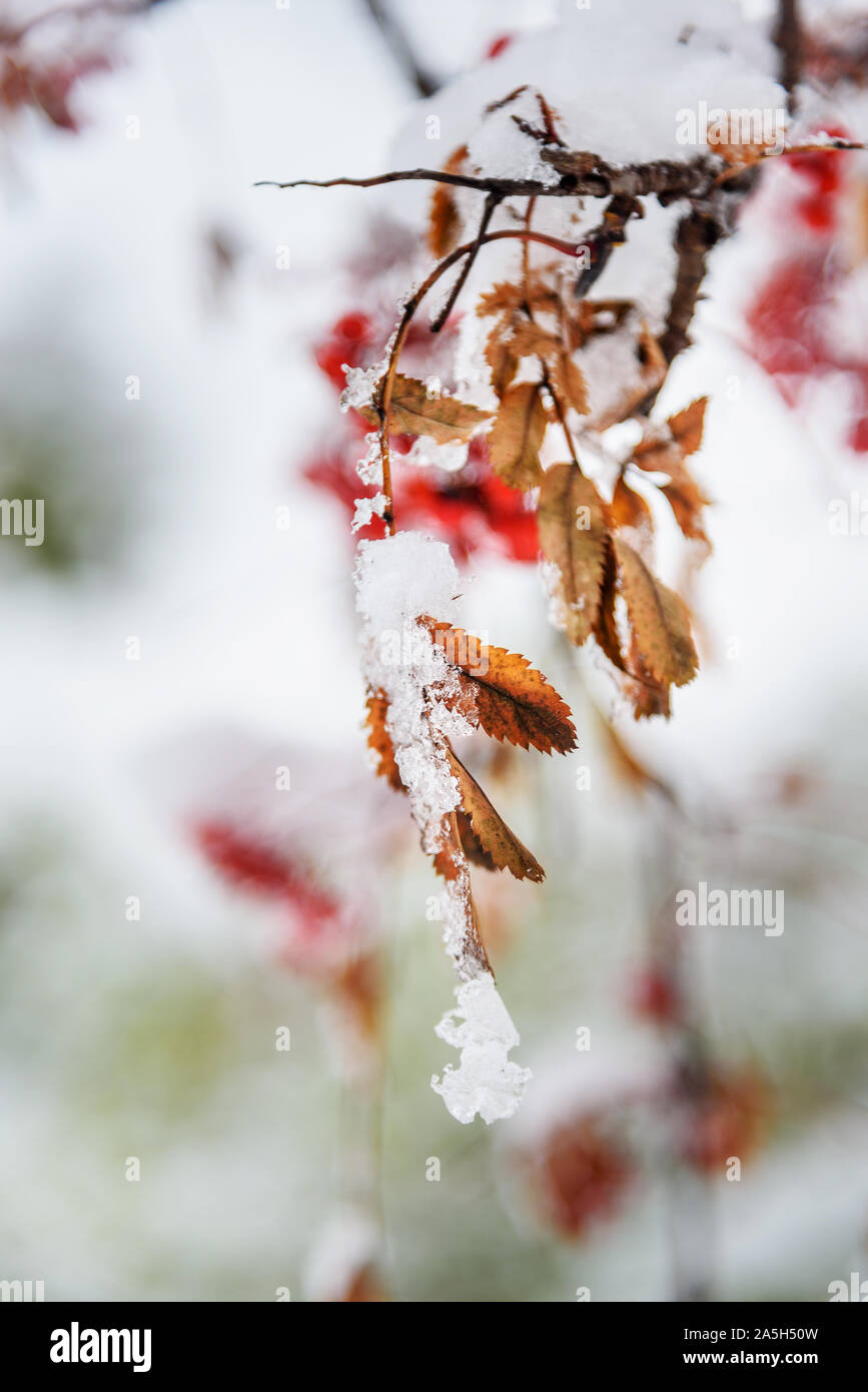First snow on rowan tree leaf Stock Photo
