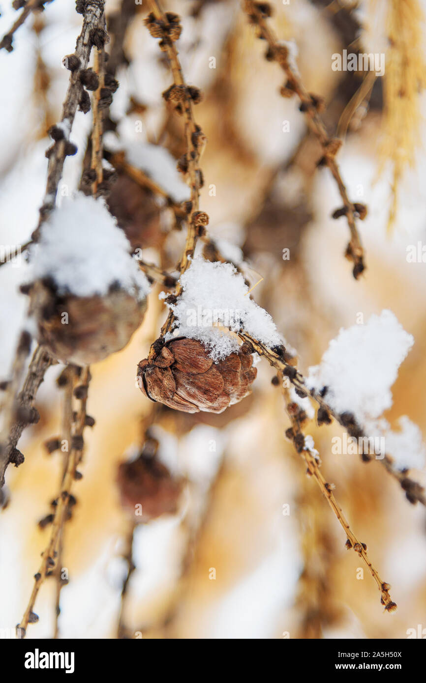 First snow on branch of yellow larch tree Stock Photo