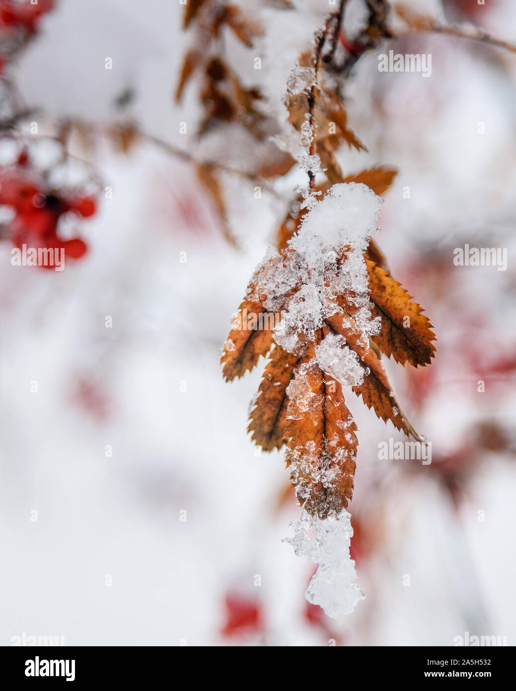 First snow on rowan tree leaf Stock Photo