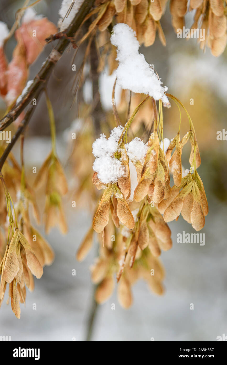 First snow on yellow seeds of Acer negundo tree Stock Photo
