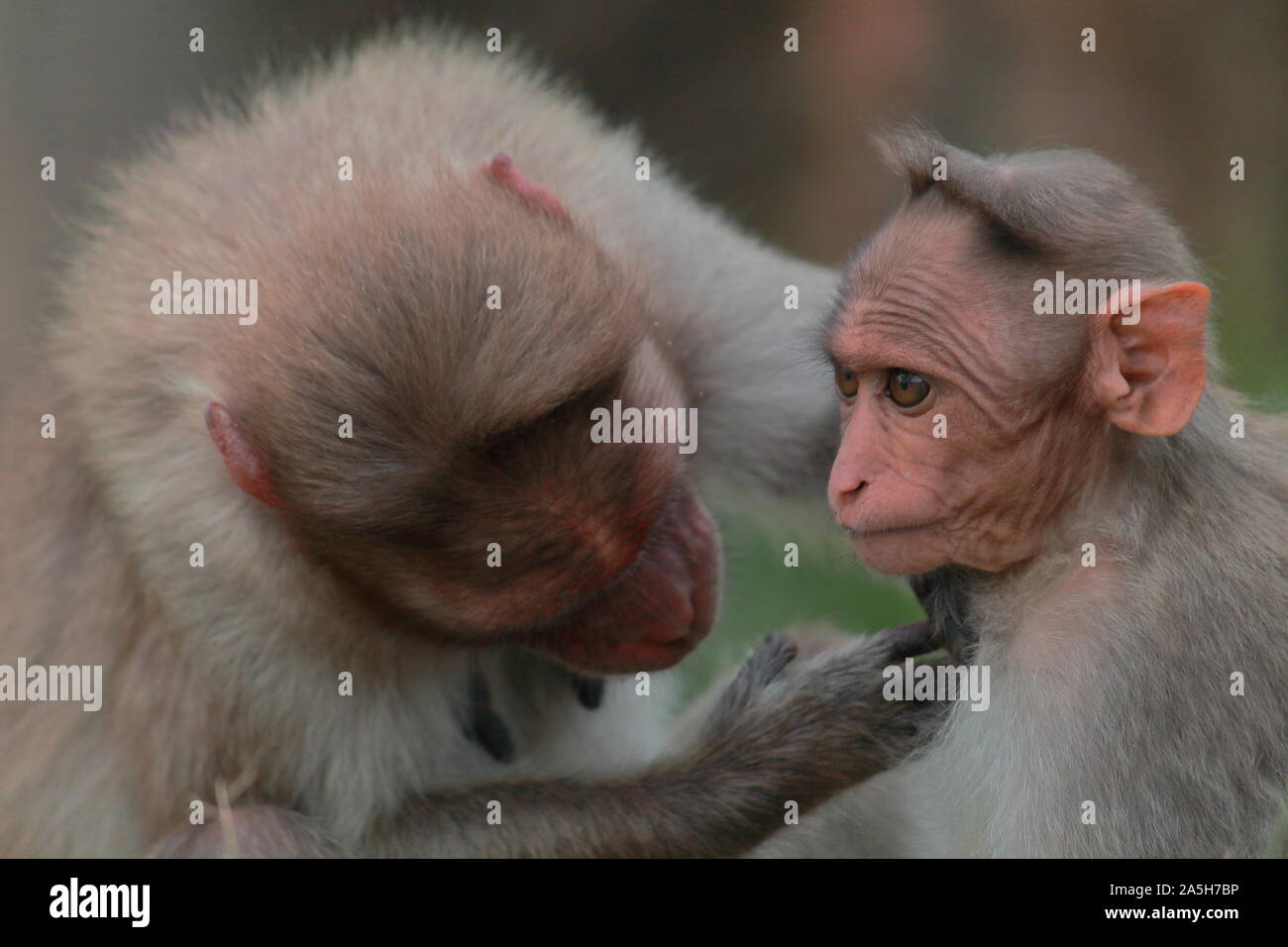 Mother and baby bonnet macaque (macaca radiata) in Bandipur National Park in Karnataka, India. This endemic old world monkey also known as zati Stock Photo