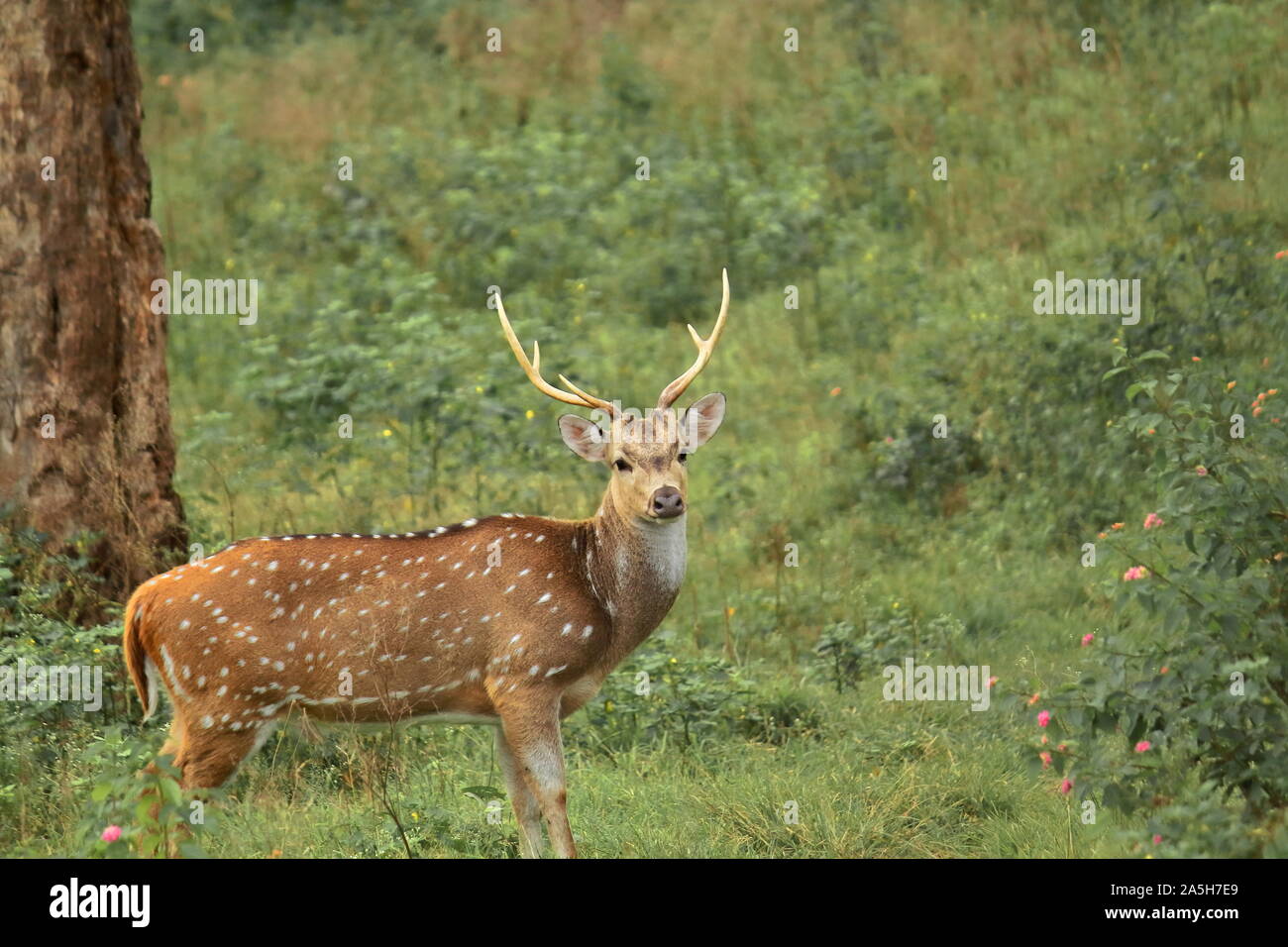 Chital or Cheetal (Axis axis) or Spotted deer in Bandipur National Park, Karnataka in India. This National Park is a part of Nilgiri biosphere reserve Stock Photo