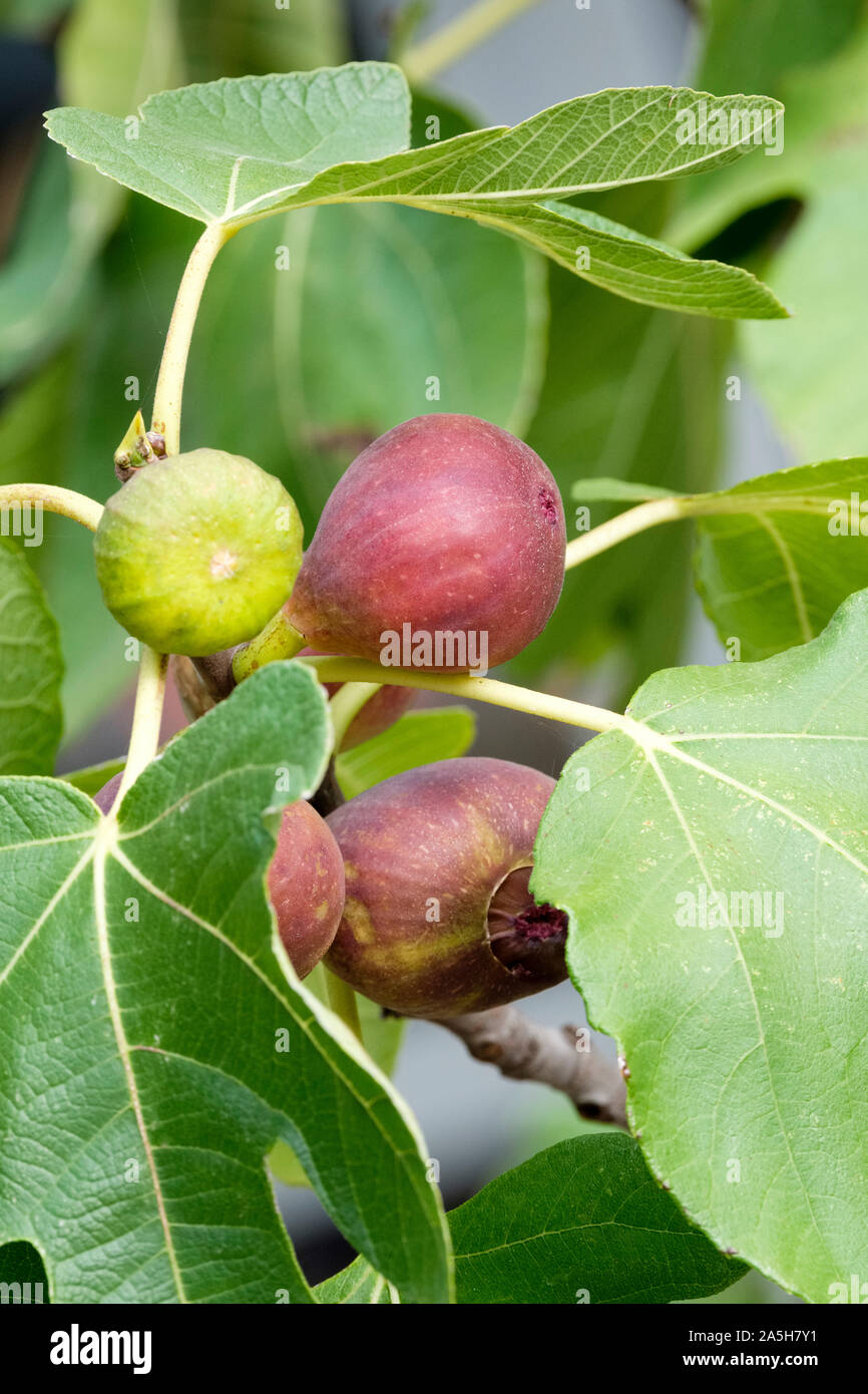 Figs ripening on the tree. Fig Angelique, Fig Madeleine des Deux Saisons, Ficus carica Angelique Stock Photo