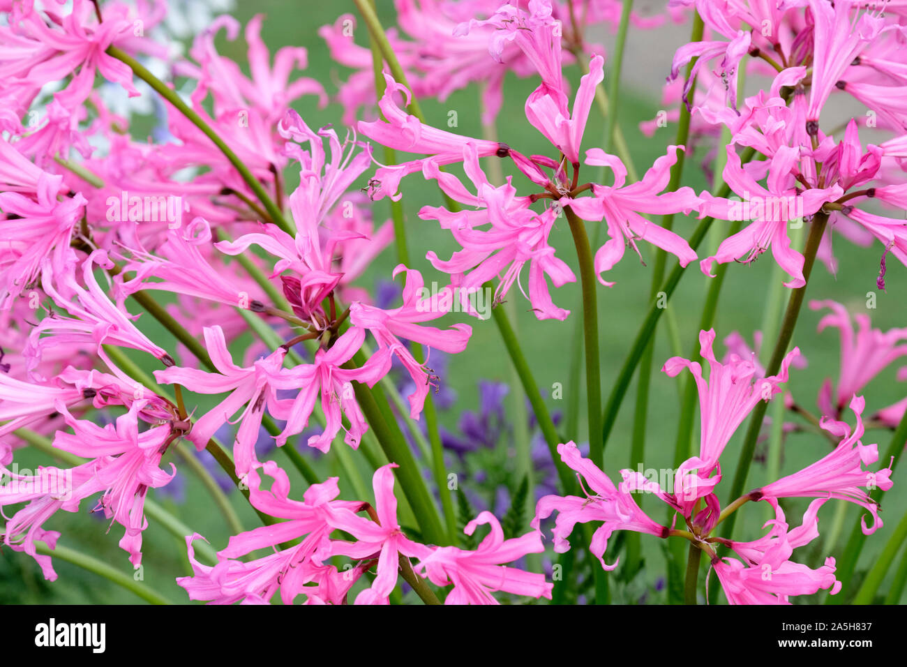 Clusters of pink lily-like flowers of ...