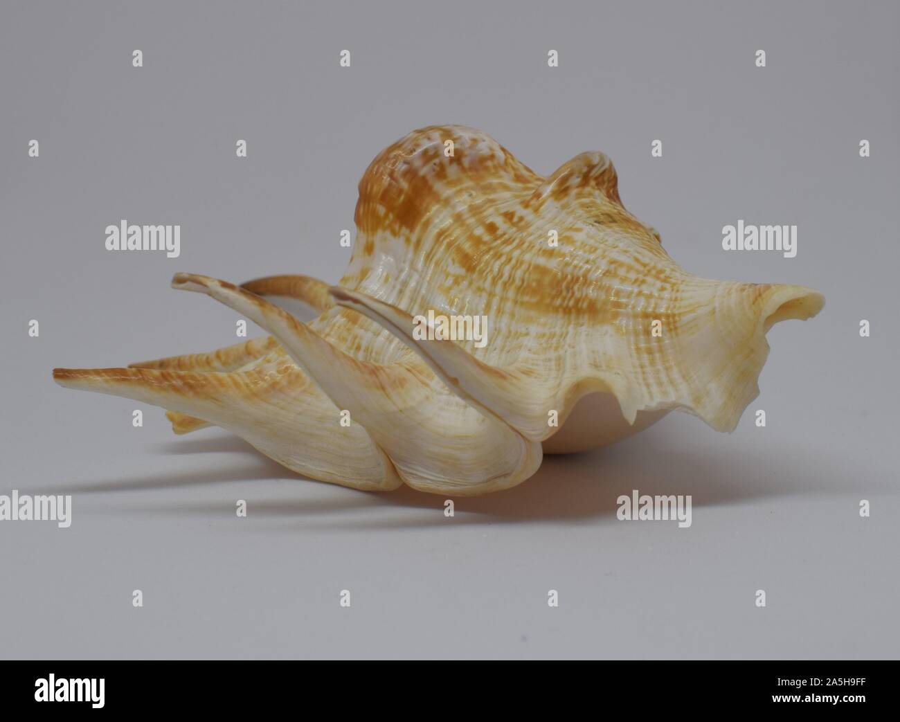 Sea conch full frontal view of marine fossils on white background. Stock Photo
