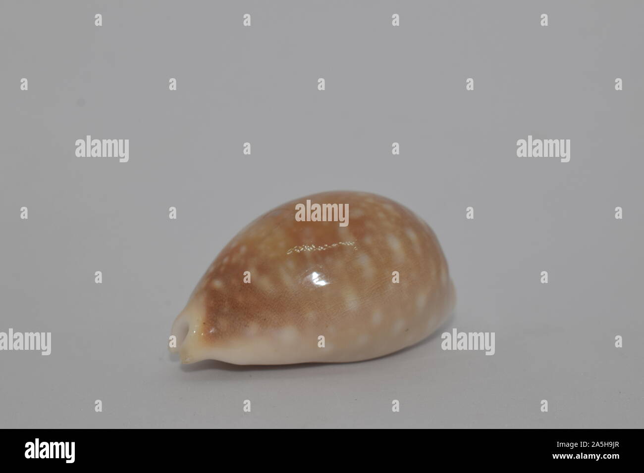 Front view of a marine conch on white background. Stock Photo