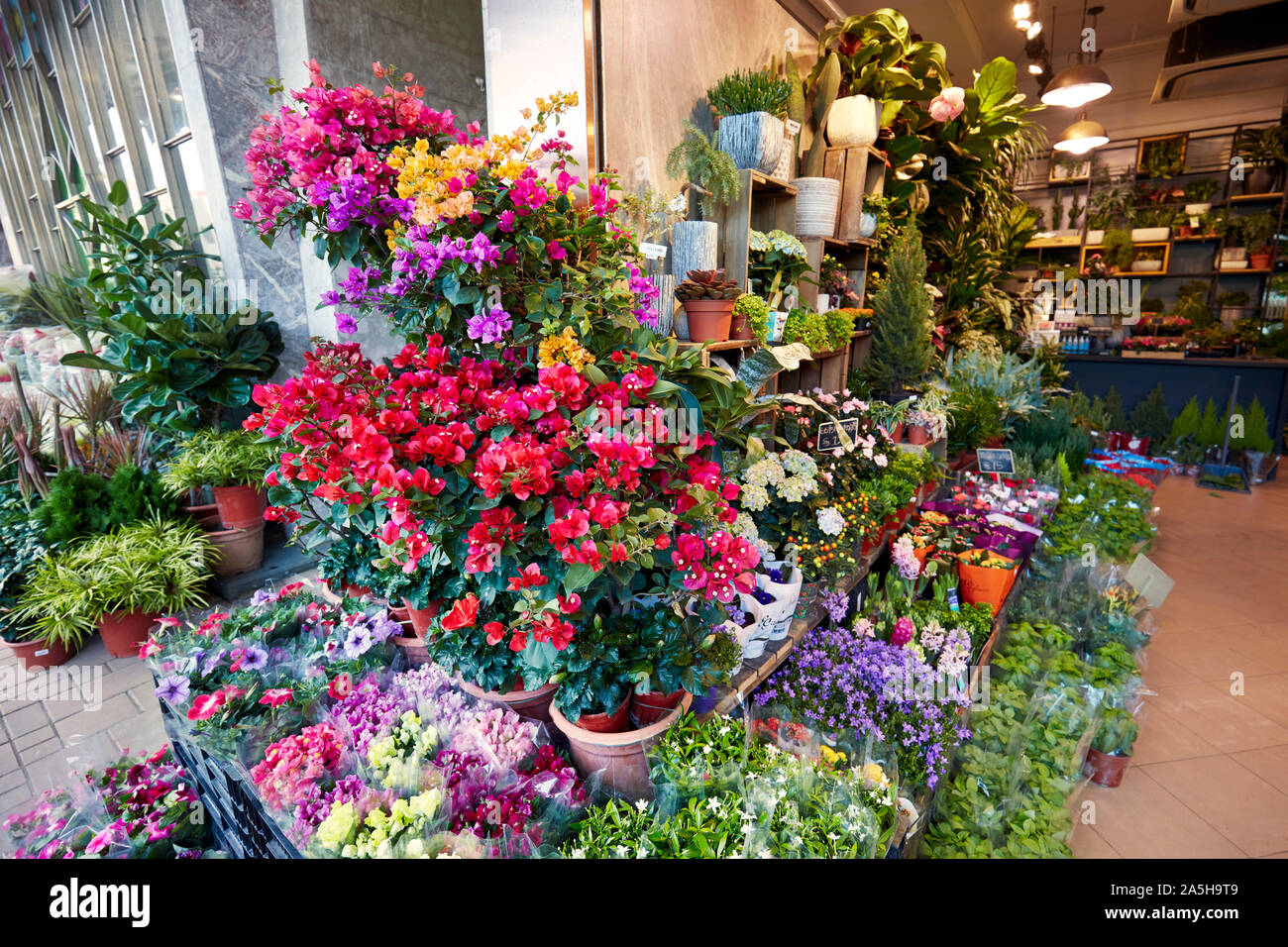 Colourful houseplants for sale at Flower Market Road. Kowloon, Hong Kong, China. Stock Photo