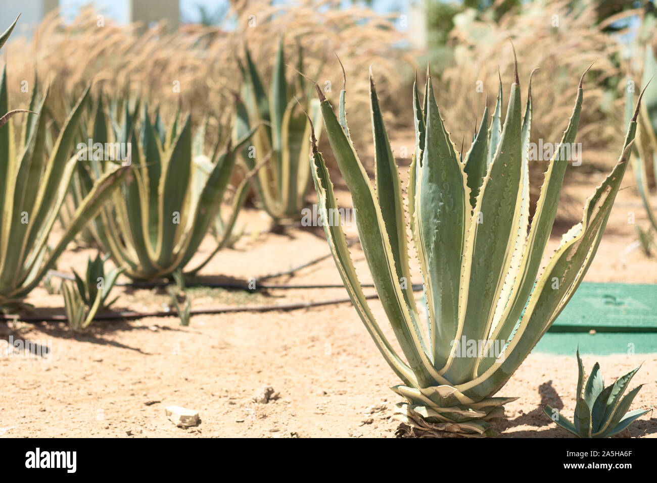 Cactus desert egypt hi-res stock photography and images - Alamy