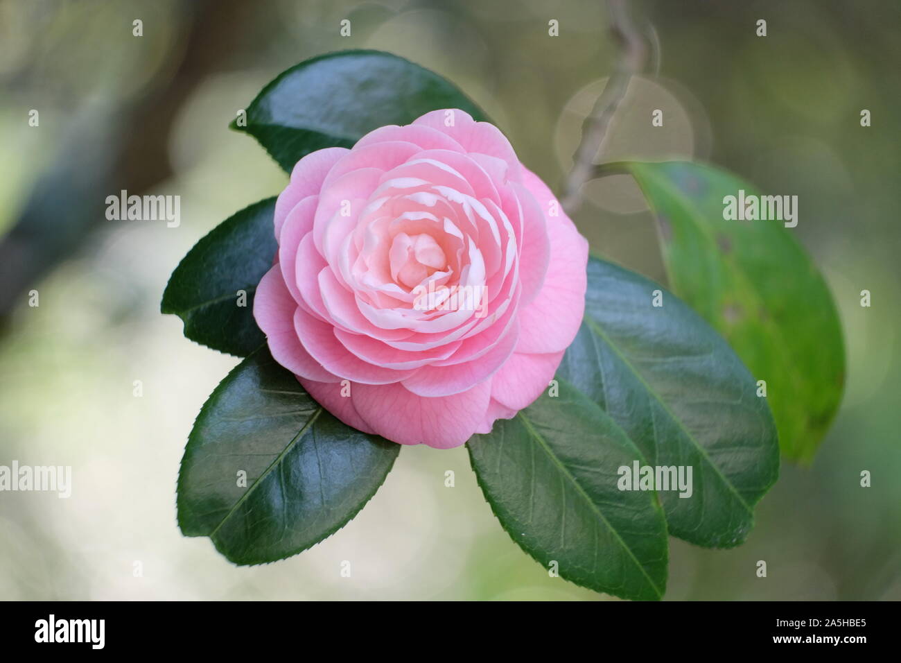 Camellia is a genus of flowering plants. They are found in eastern and southern Asia, from the Himalayas east to Japan and Indonesia. Stock Photo