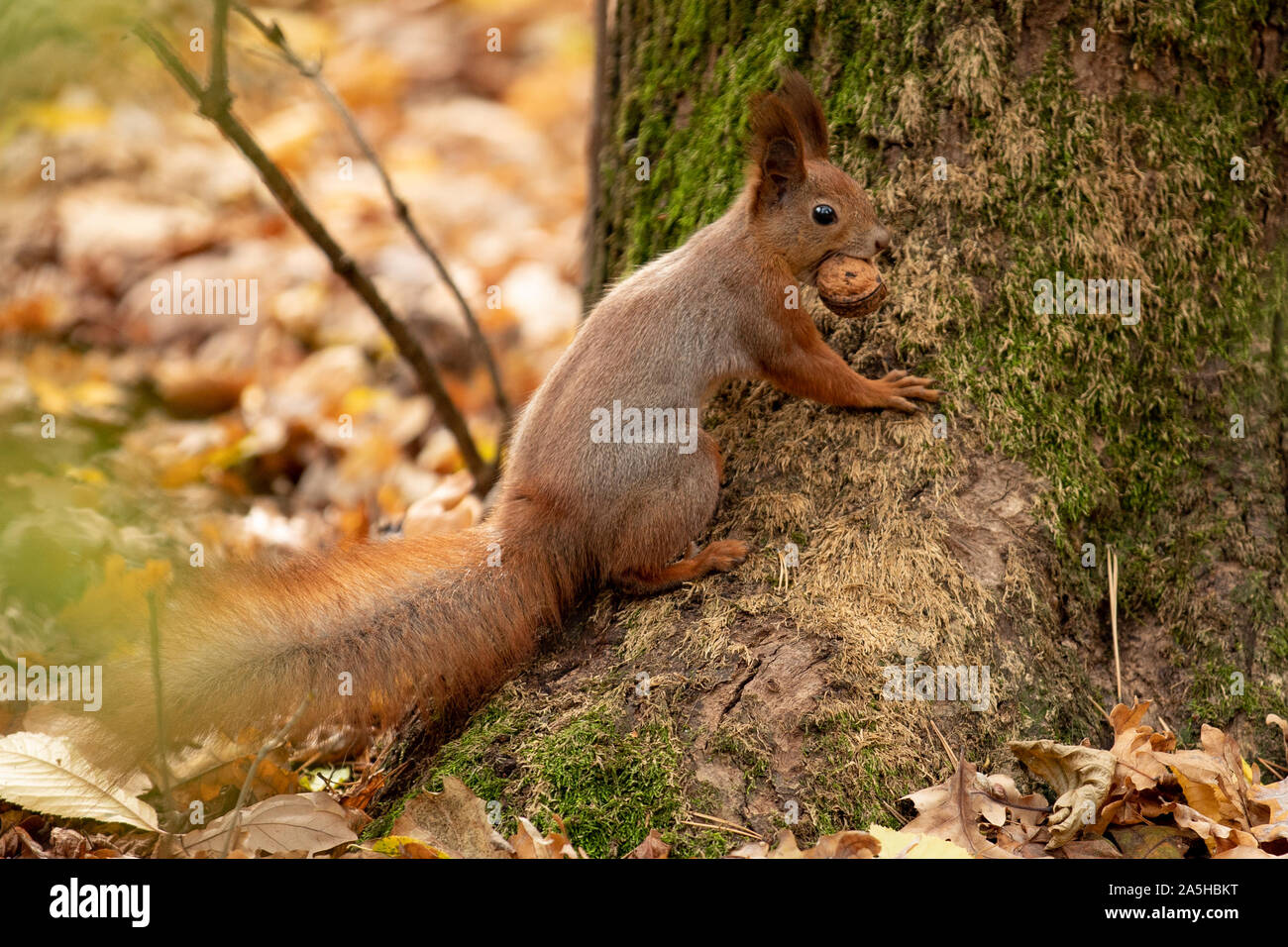 Squirrel sits on the asphalt in an autumn park and waits for nut Stock Photo