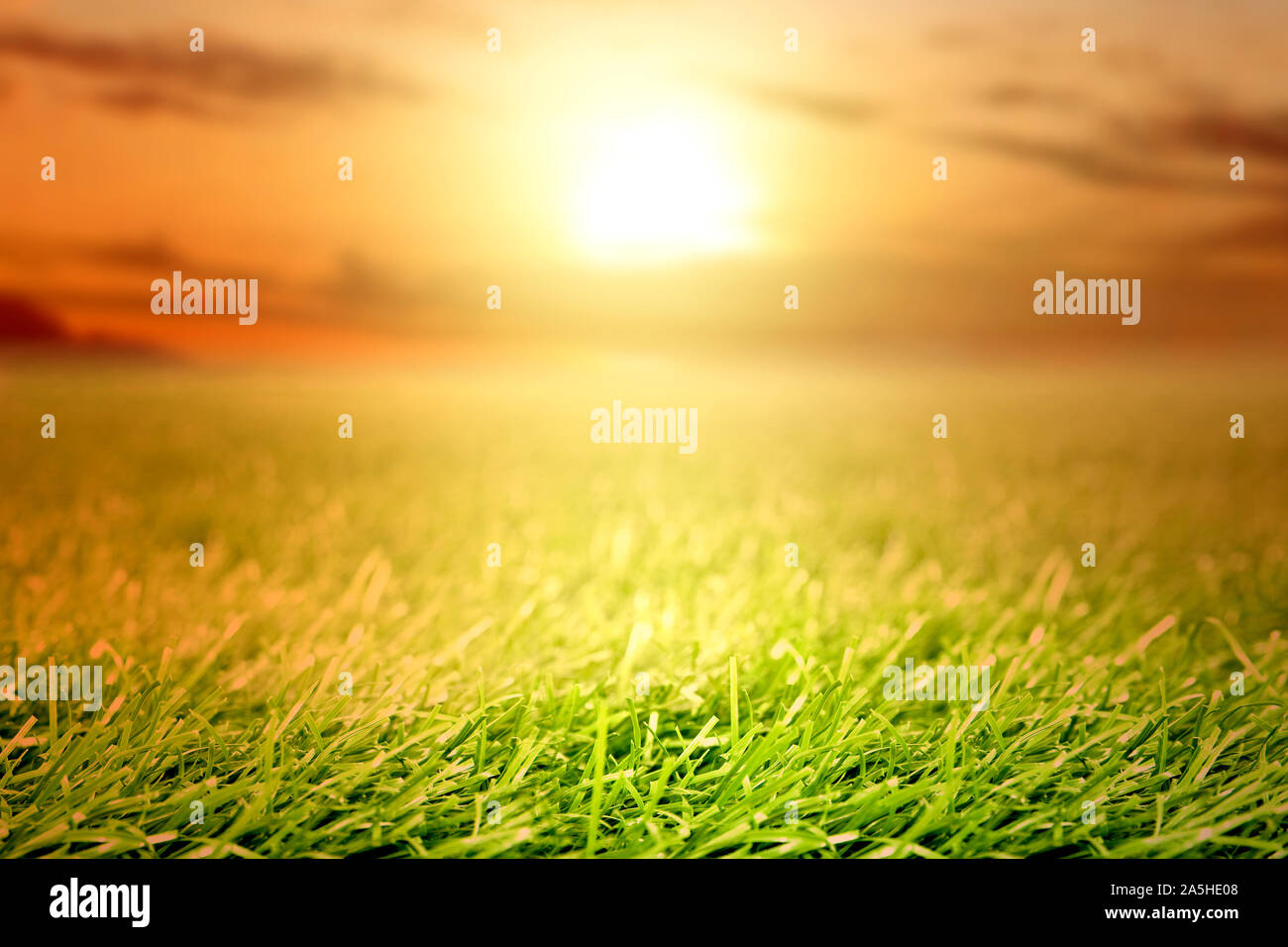 Green grass with a sunset sky background Stock Photo - Alamy