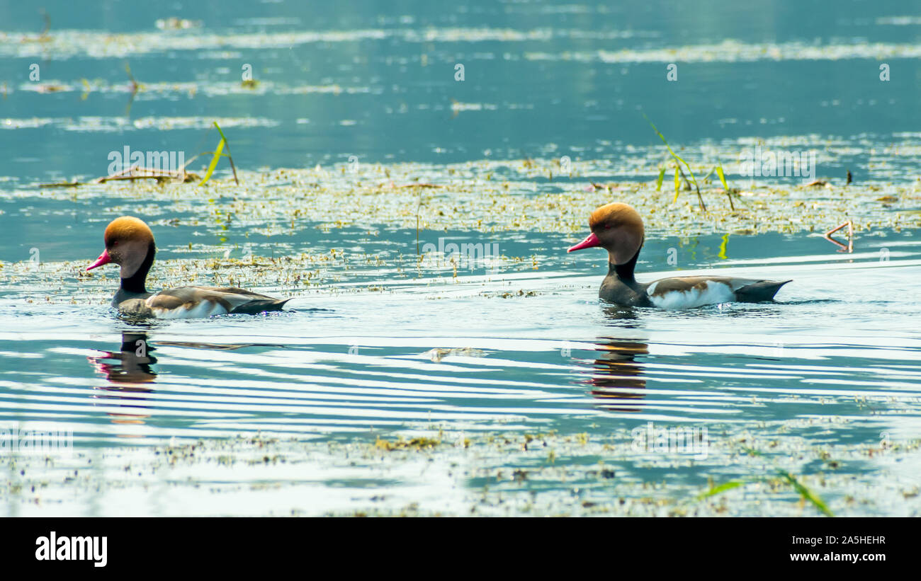 Red crested pochard diving duck bird (Netta rufina) swimming in wetland. The Water birds found in Laguna Madre of Texas, Mexico, Apalachee Bay, Fla, C Stock Photo