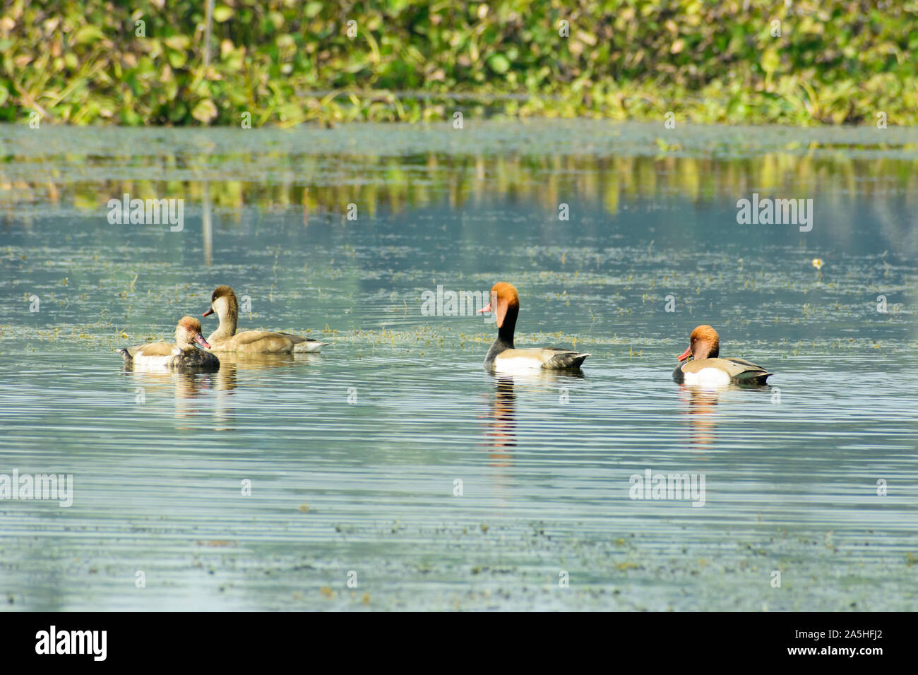 Red crested pochard diving duck bird (Netta rufina) swimming in wetland. The Water birds found in Laguna Madre of Texas, Mexico, Apalachee Bay, Fla, C Stock Photo