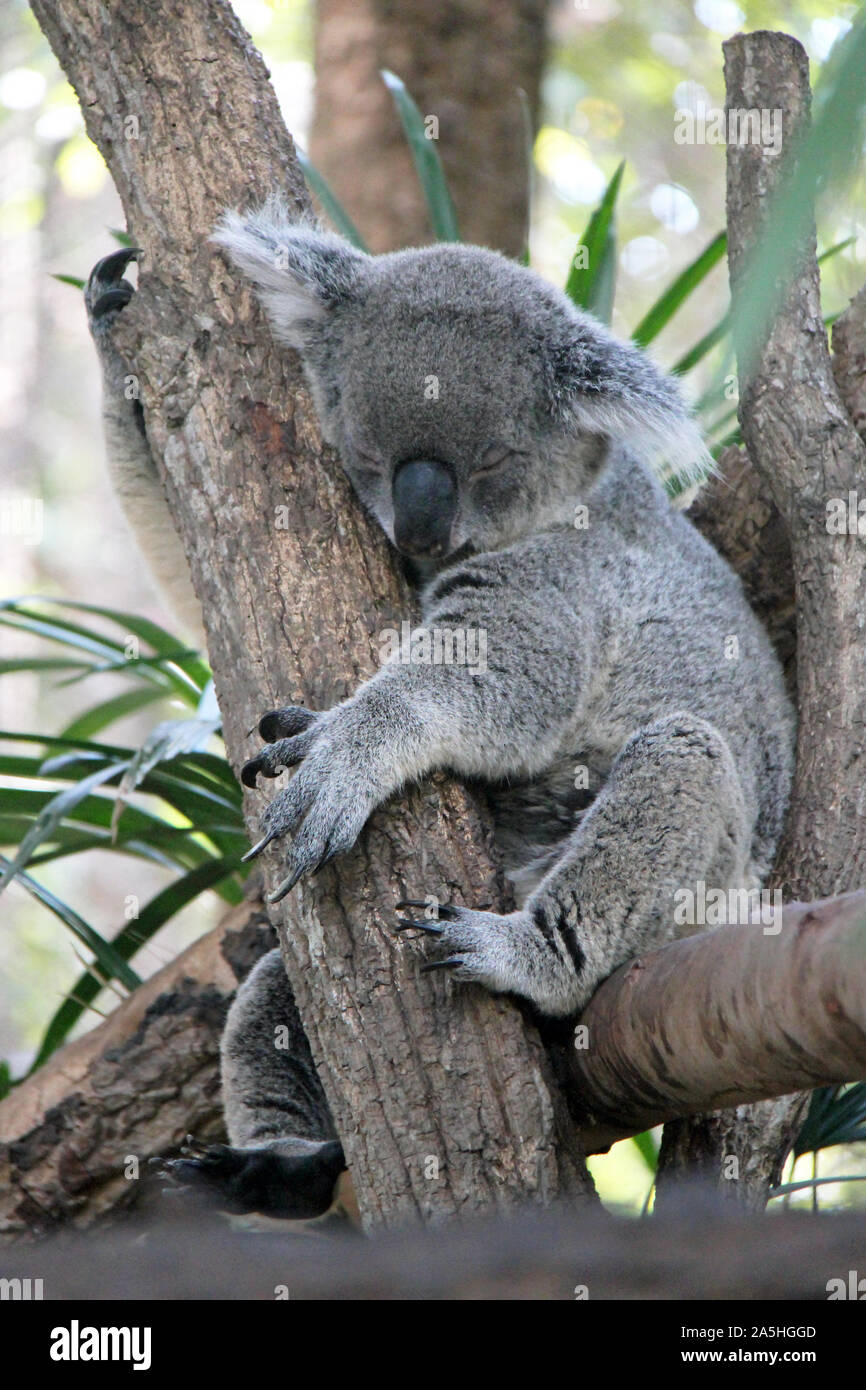 koala in a zoo in chiang mai (thailand Stock Photo - Alamy
