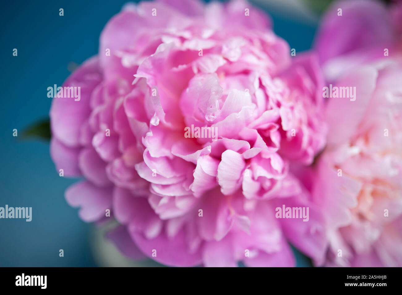 pink Peony flowers in vase Stock Photo - Alamy