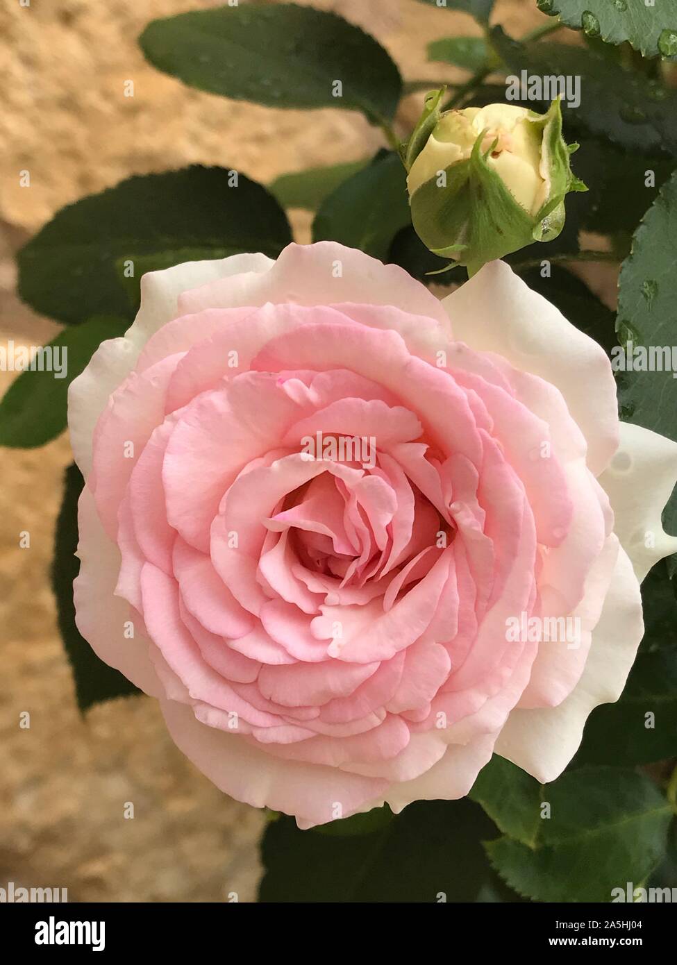 White and pink rose Stock Photo