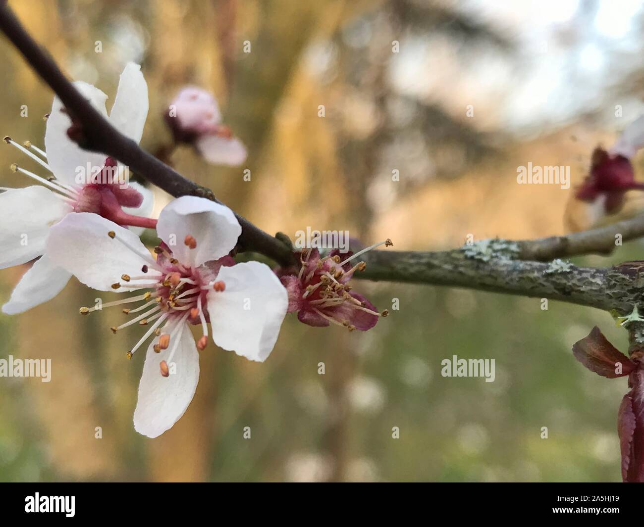 Cherry Blossoms Stock Photo