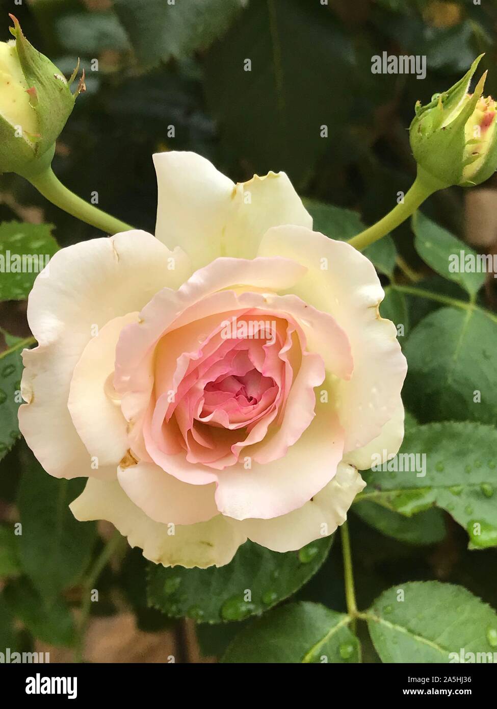 White and pink rose Stock Photo Alamy
