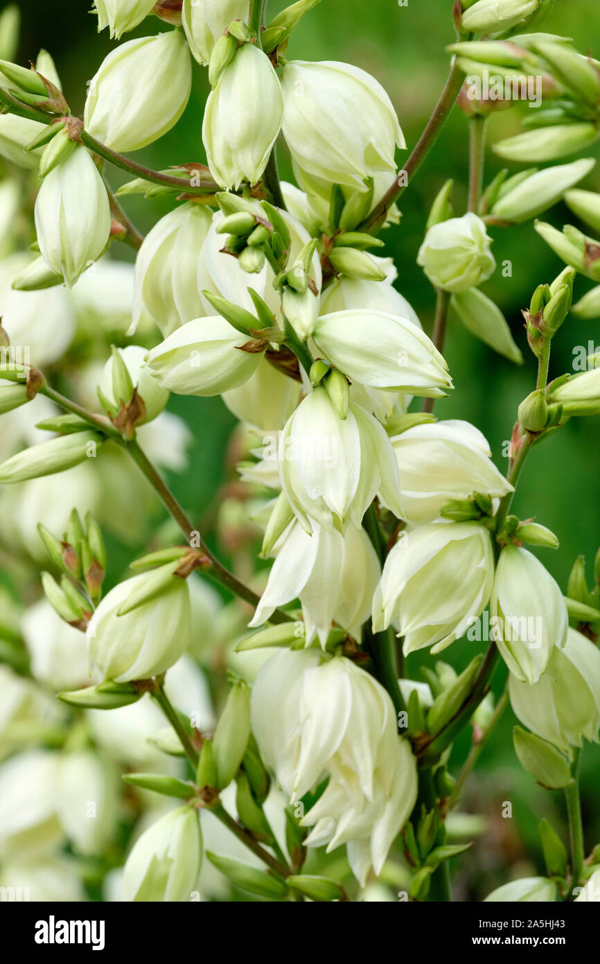 White flowers of Yucca aloifolia 'Vittorio Emanuele II'. Spanish Dagger, Palm Lily, Mound-lily, Yucca, Summer Stock Photo