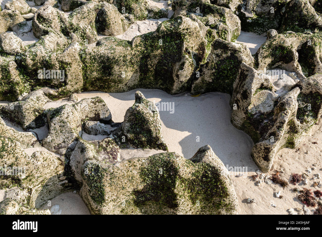 Moss sea rock green hi-res stock photography and images - Alamy