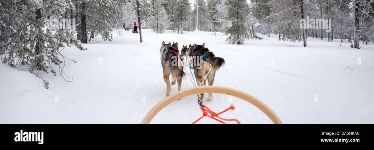Husky dog sledding in Lapland, panoramic winter background, Finland Stock Photo