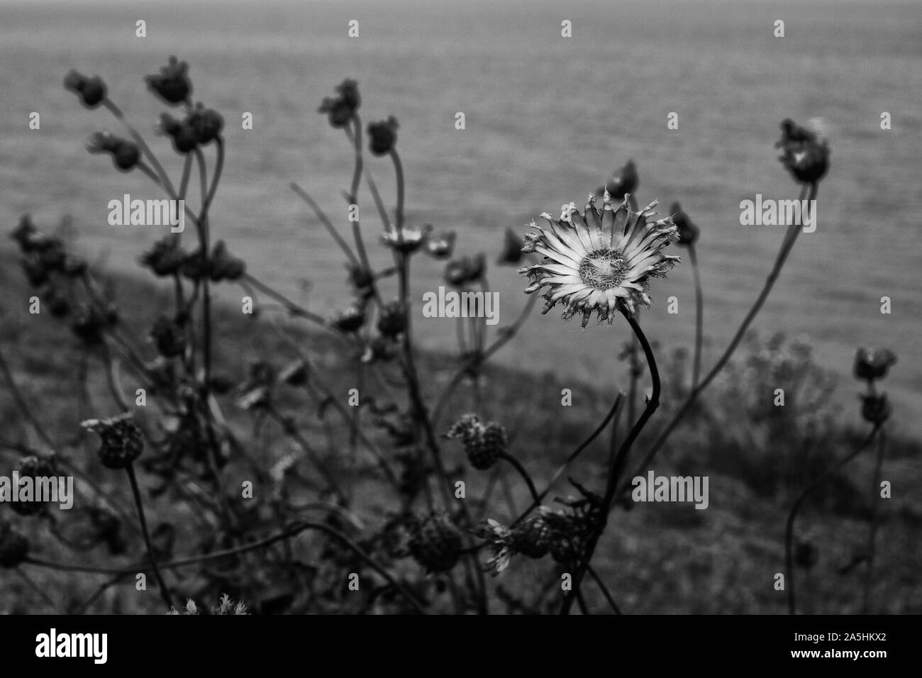 black and white image of a ragged, rough looking daisy like flower on the coast with the sea in the background Stock Photo