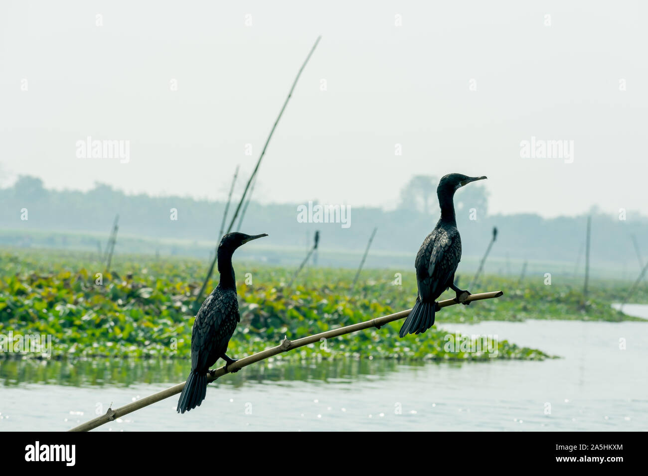 Two similar size little cormorant Indian shag (Phalacrocorax