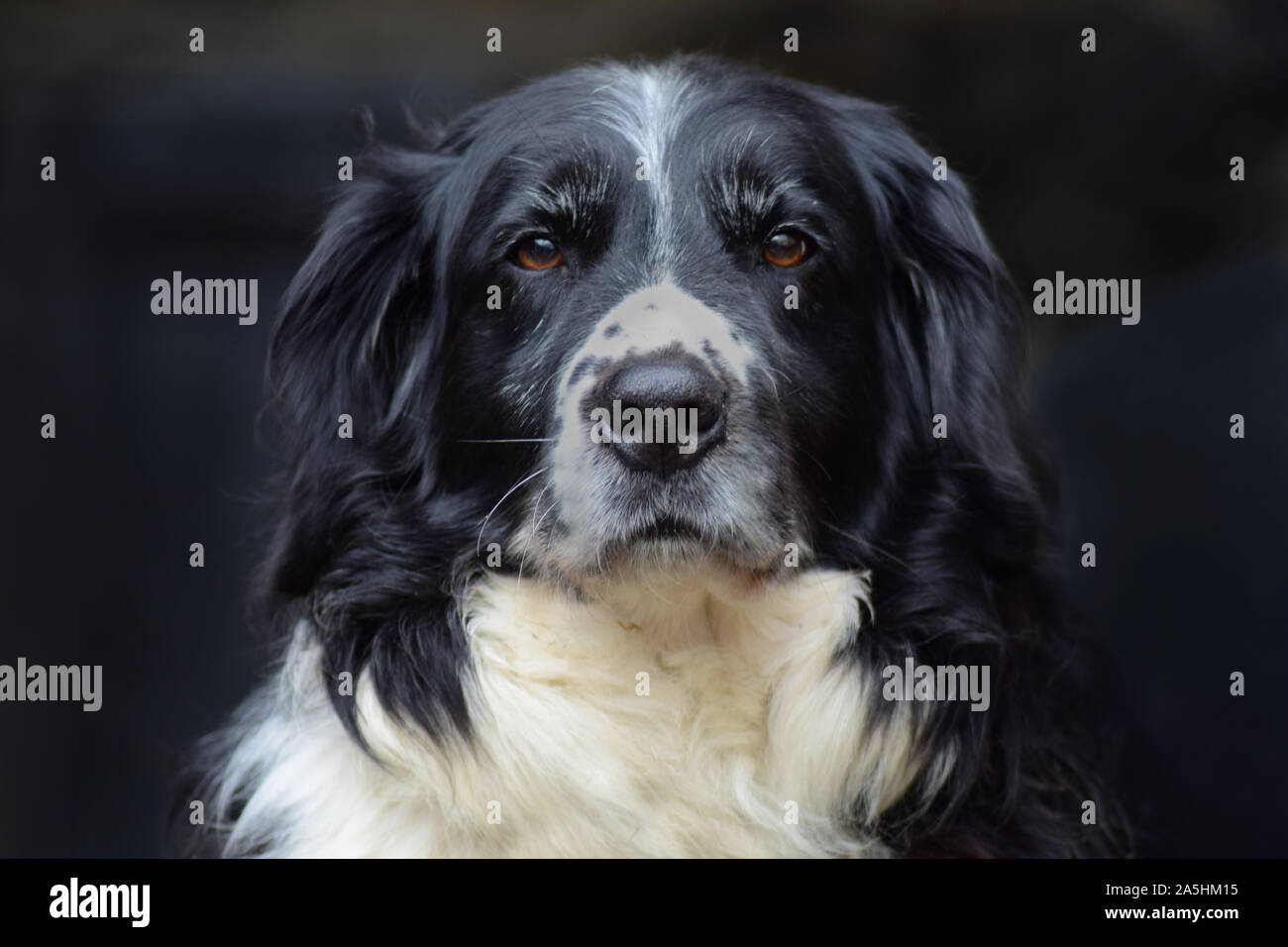 centrally framed head shot of collie cross spaniel dog looking at the camera with brown eyes and a blurry background Stock Photo