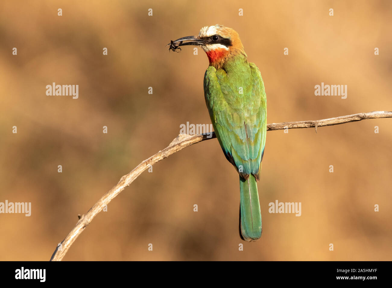 a white-fronted bee-eater sits on a branch with a bee catch Stock Photo