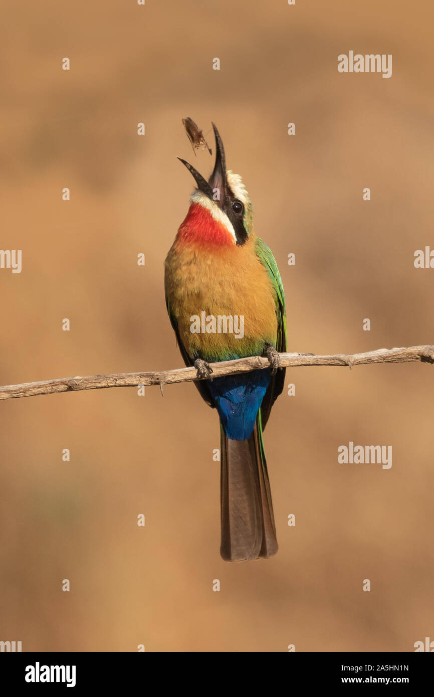 A white-fronted bee-eater throws its catch in the air for eating Stock Photo