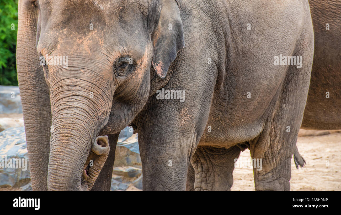 Asian baby elephant. Close-up of young adorable elephant. Stock Photo
