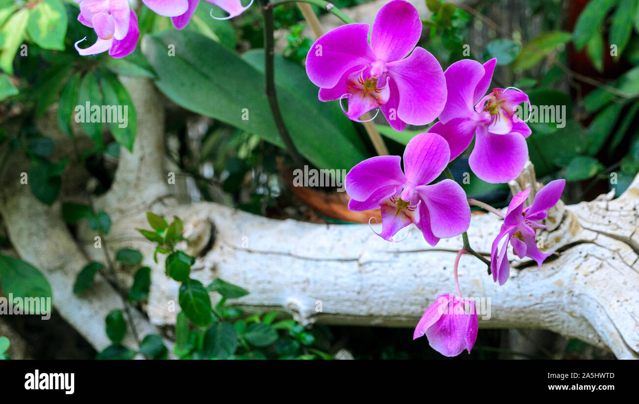 Exotic Phalaenopsis schilleriana Orchid grows and blooms in the tropical garden. Beautiful Orchids flower background. Stock Photo