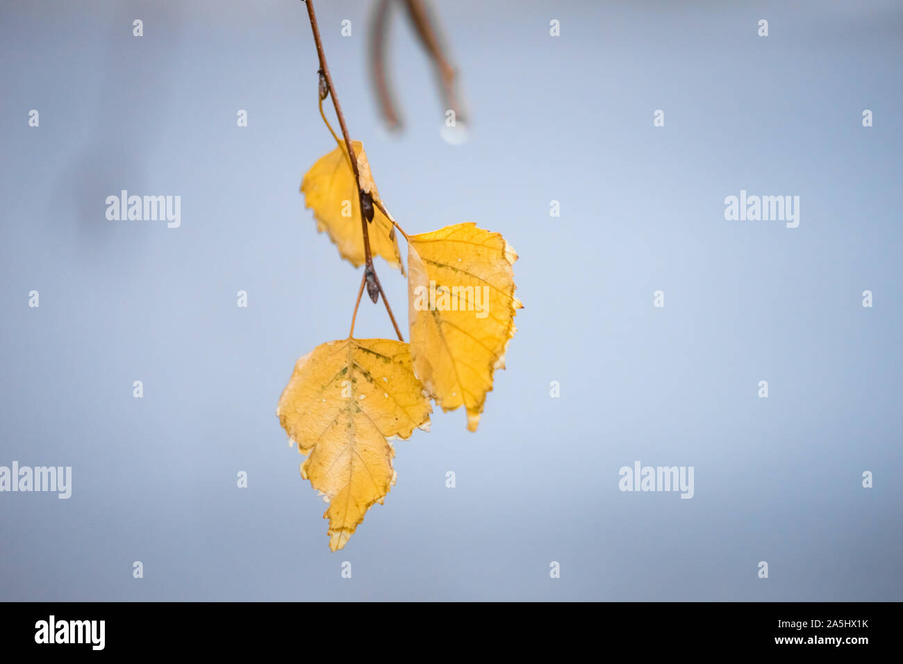 Branch with three dry yellow birch leaves on a pale blue background ...