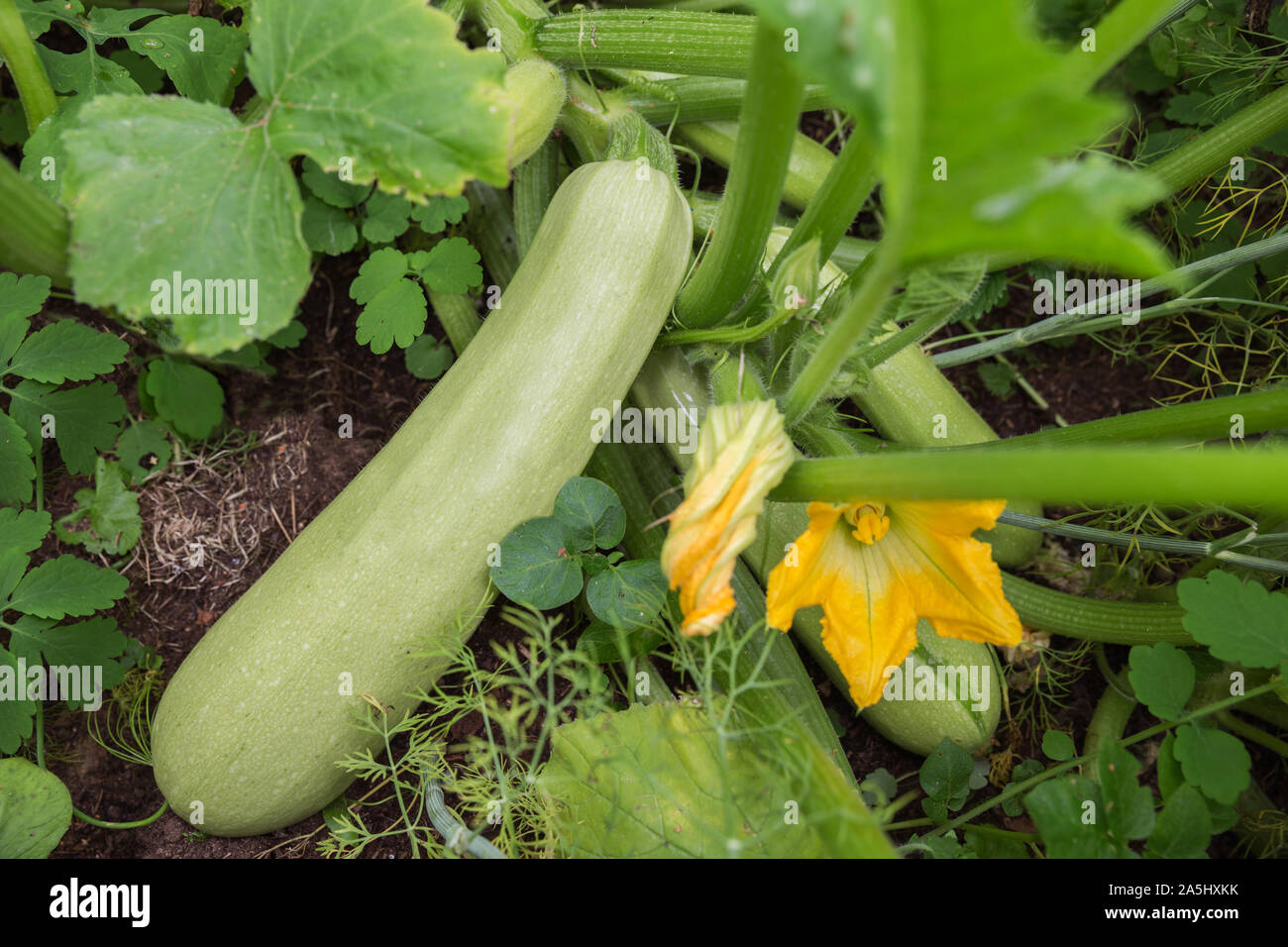 Zucchini or marrow plant with flowers and fruits grows in vegetable garden Stock Photo