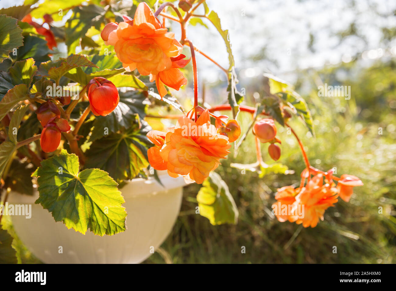 Blooming begonia grows in flowerpot in garden. Plant with large double flowers of beautiful orange hue Stock Photo