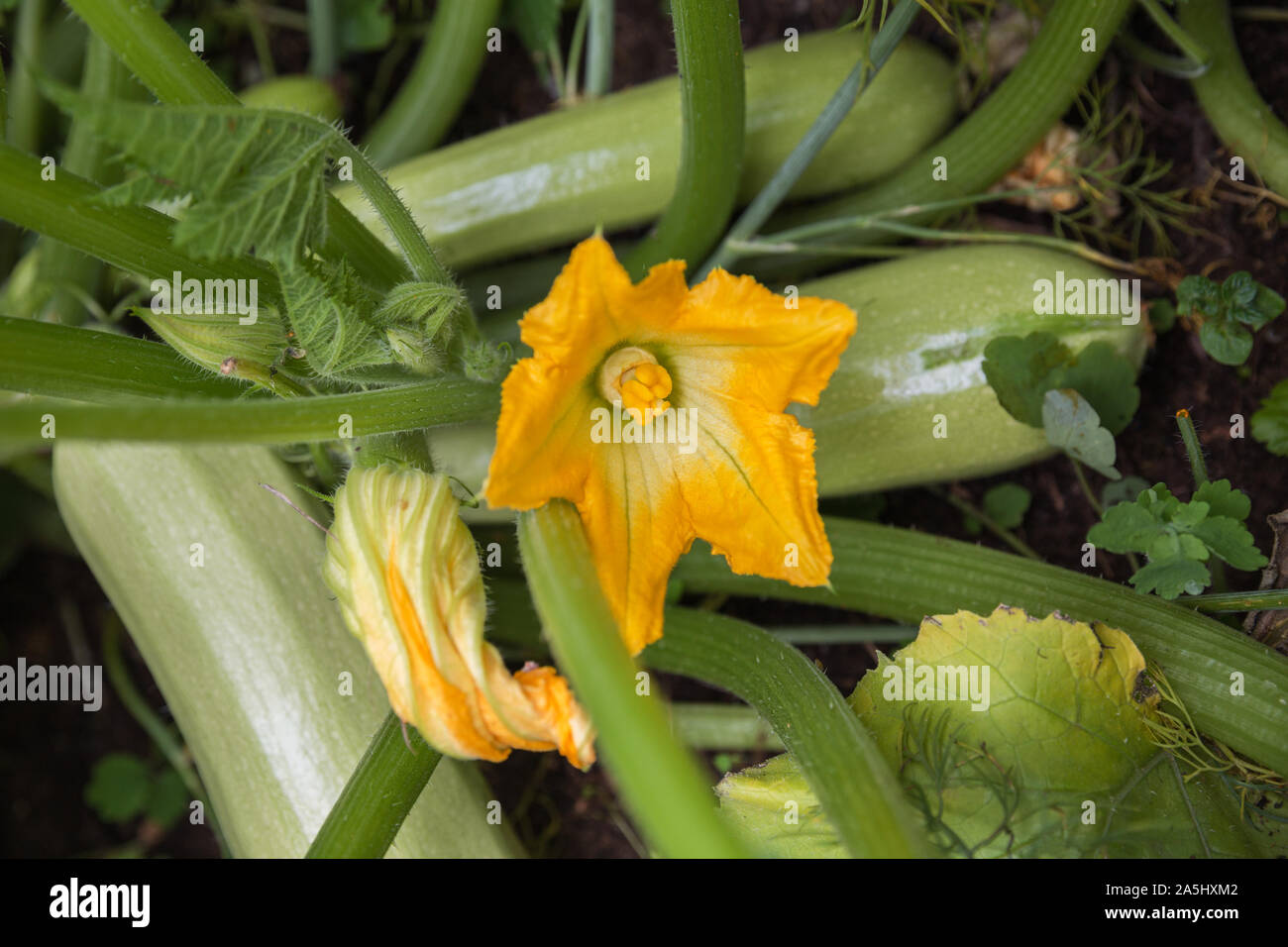 Zucchini plant with flowers and fruits grows in the garden Stock Photo