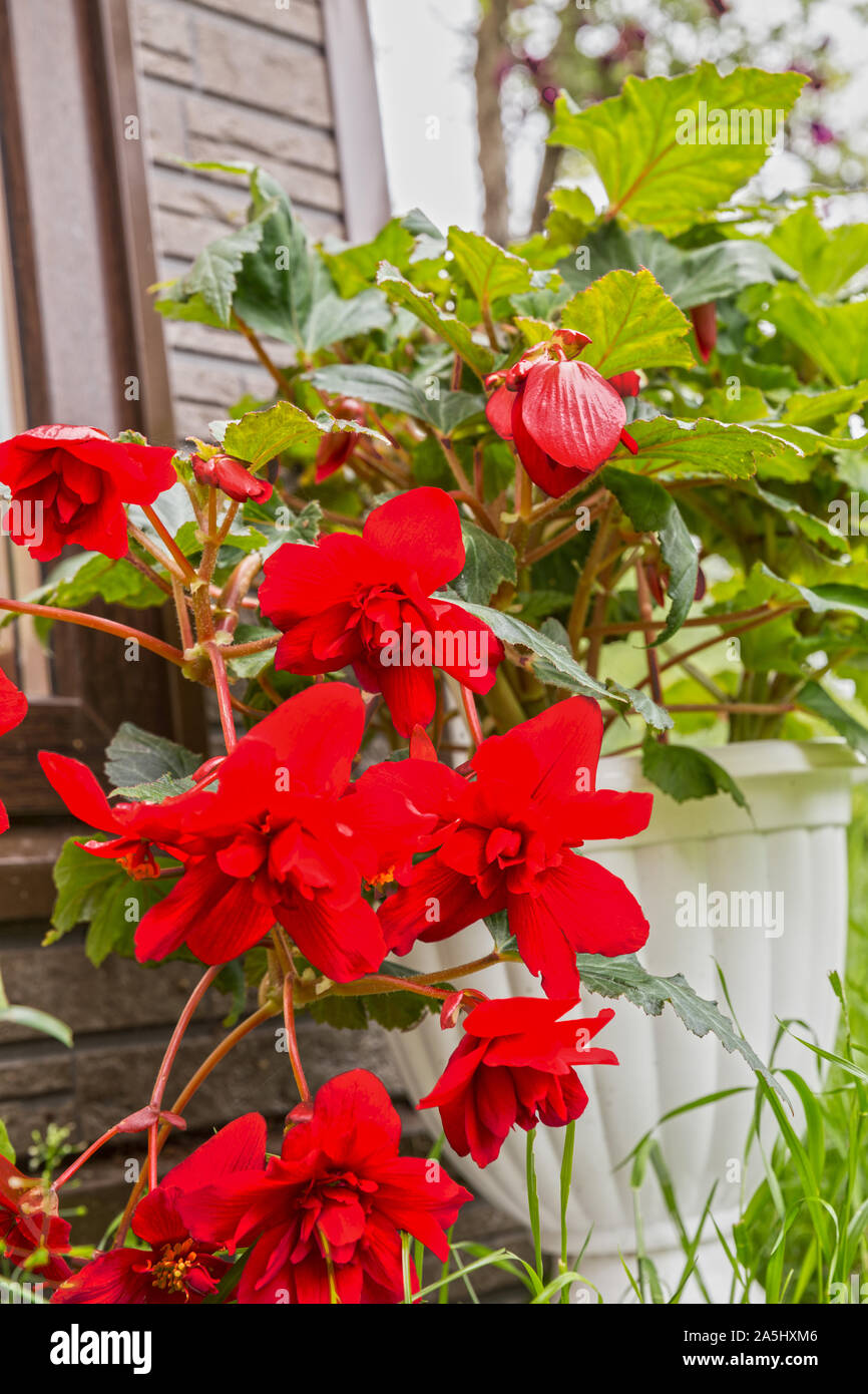 Blooming begonia grows in a flowerpot in the garden. Plant with large double bright red flowers Stock Photo